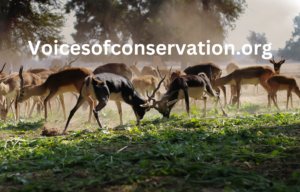 Voicesofconservation.org wildlife conservation